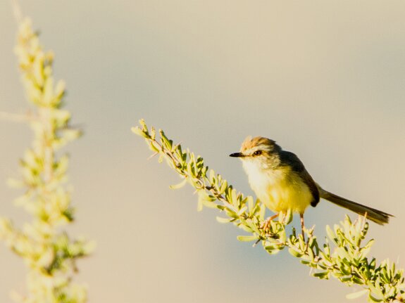 Prinia à plastron