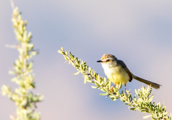 Prinia à plastron