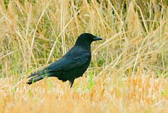 corbeau_freux_01-2 null