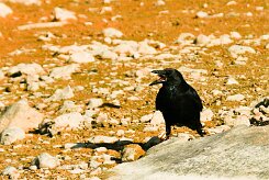 corbeau_freux_03-2 null