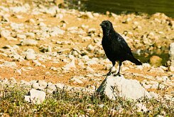 corbeau_freux_04-2 null