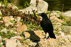corbeau_freux_05-2 null