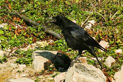 corbeau_freux_06-2 null