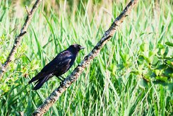 corbeau_freux_07-2 null