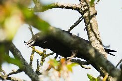 corbeau_freux_08-2 null
