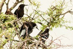 Corbeau_noir_01-2 null