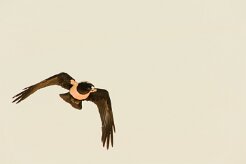 Corbeau_pie_01-2 null