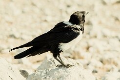 Corbeau_pie_02-2 null