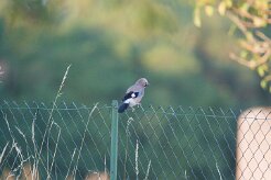 Geai des chênes_737A0848 null