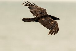 Grand corbeau_048_9205 null