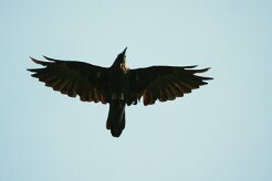grand_corbeau_01-2 null