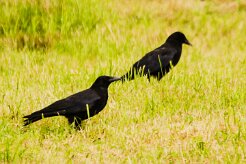 grand_corbeau_02-2 null