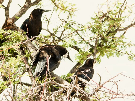 Corbeau noir