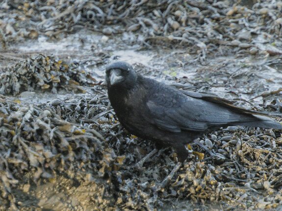 Corneille noire