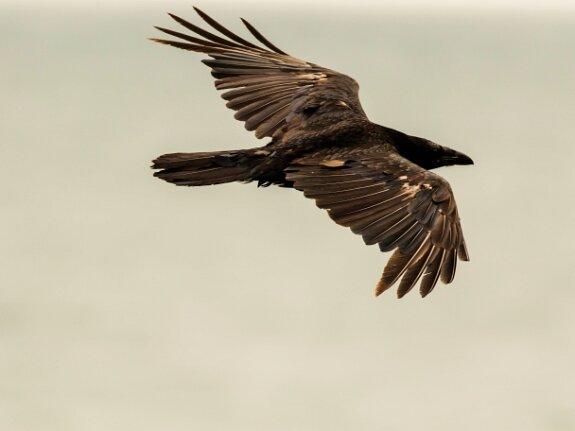 Grand corbeau