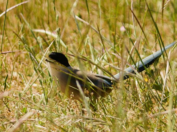 Pie bleue