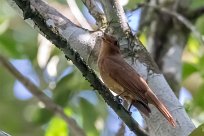 Guardabosques rojizo (Piauhau roux) Golfo Dulce - Costa Rica