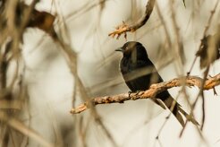 Drongo_brillant_01-2 null