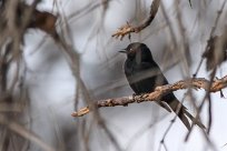 Forktailed drongo (Drongo brillant) Sossusvlei