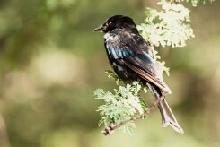 Drongo_brillant_02-2 null