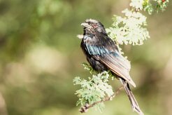 Drongo_brillant_03-2 null