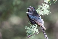 Forktailed drongo (Drongo brillant) Waterberg