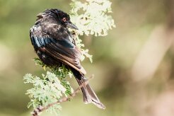 Drongo_brillant_04-2 null