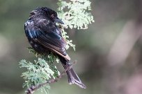 Forktailed drongo (Drongo brillant) Waterberg