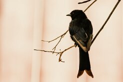 Drongo_brillant_05-2 null