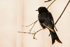 Drongo_brillant_06-2 null