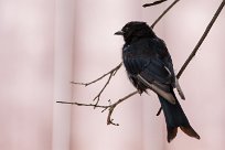 Forktailed drongo (Drongo brillant) Waterberg