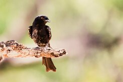 Drongo_brillant_07-2 null