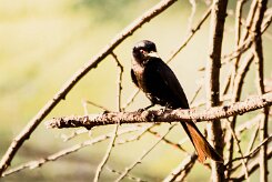 Drongo_brillant_08-2 null