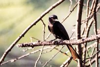 Forktailed drongo (Drongo brillant) Forktailed drongo (Drongo brillant)