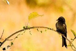 Fork-Tailed Drongo (Drongo brillant)_7D2_1492 null