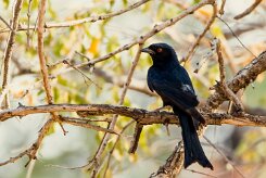 Fork-tailed Drongo (Drongo brillant)_737A0342 null