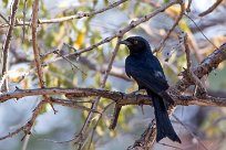 Fork-tailed Drongo (Drongo brillant) Namibie - Waterberg