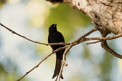 Fork-tailed Drongo (Drongo brillant)_x737A4892-2 null