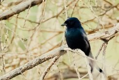Fork-tailed drongo (Drongo brillant)-737A8886-2 null