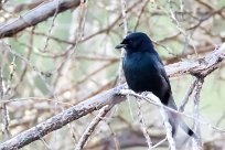 Fork-tailed drongo (Drongo brillant) Spitzkopje/Monts Erango - Damaraland - Namibie