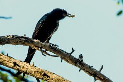 Fork-tailed drongo (Drongo brillant)_7D2_0291 null