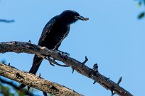 Fork-tailed drongo (Drongo brillant) Nxai