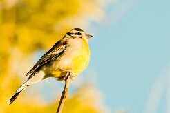 Golden-breasted bunting (Bruant à poitrine dorée)-737A0329-2 null