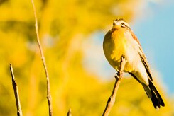 Golden-breasted bunting (Bruant à poitrine dorée)-737A0331-2 null