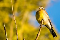 Golden-breasted bunting (Bruant à poitrine dorée) Otjiwarongo - Namibie