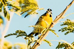 Golden-breasted bunting (Bruant à poitrine dorée)-737A0399-2 null