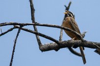 Cinnamon-brestead bunting (Bruant cannelle) Daan Viljoen Game Park - Windhoek