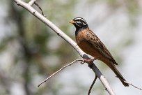 Cinnamon-brestead bunting (Bruant cannelle) Daan Viljoen Game Park - Windhoek