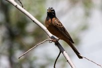 Cinnamon-brestead bunting (Bruant cannelle) Daan Viljoen Game Park - Windhoek