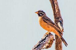 Cinnamon-breasted bunting (Bruant cannelle)-737A0766-2 null